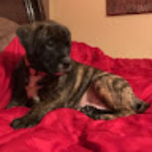 Meet your Posher, Sophia l